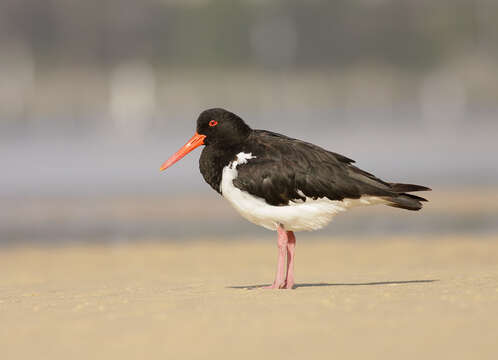 Image of Australian Pied Oystercatcher