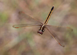 Image of Libellula Linnaeus 1758