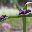 Image of lubber grasshopper