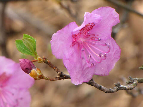 صورة Rhododendron mucronulatum Turcz.