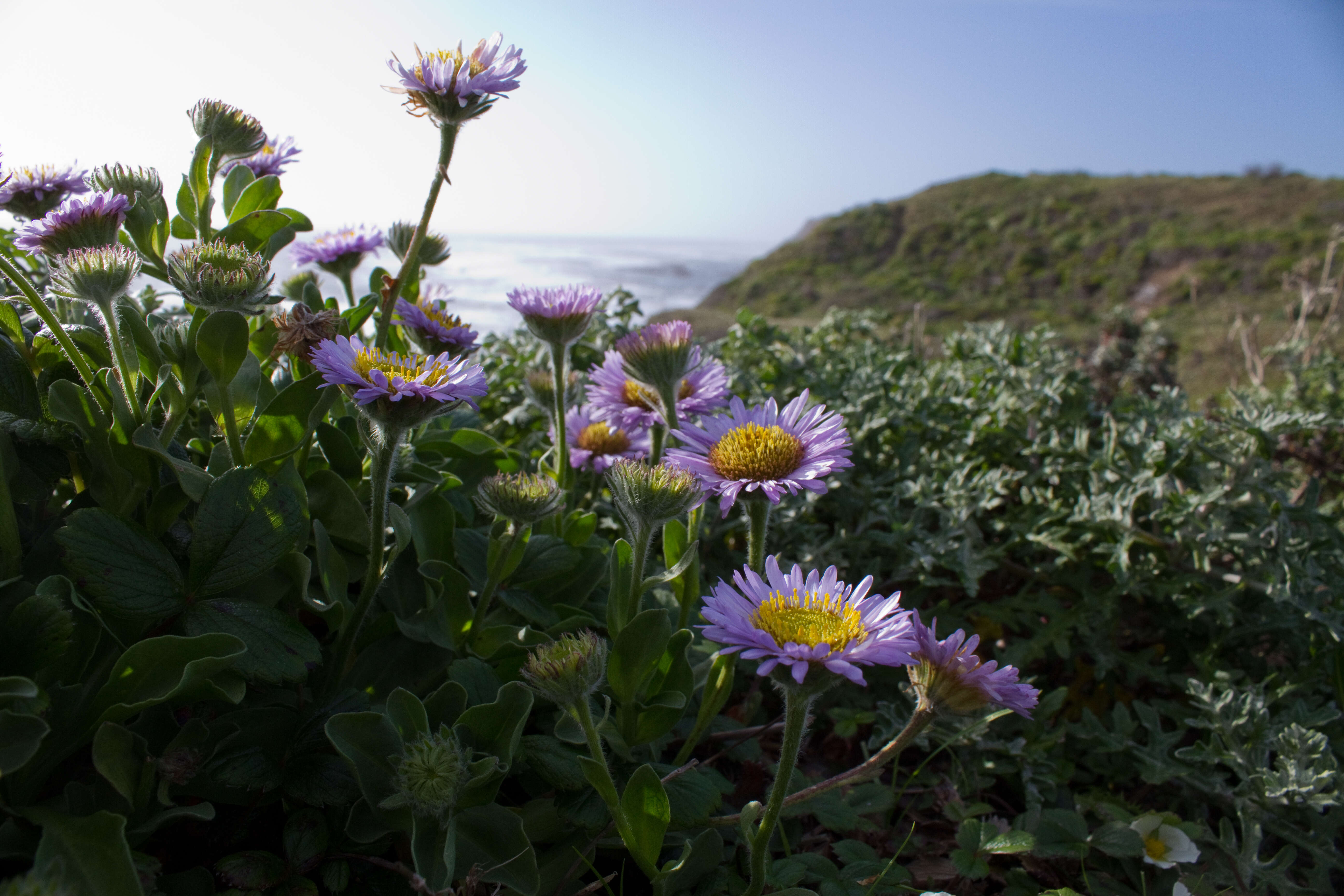 Image of seaside fleabane