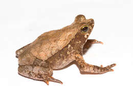 Image of beaked toads