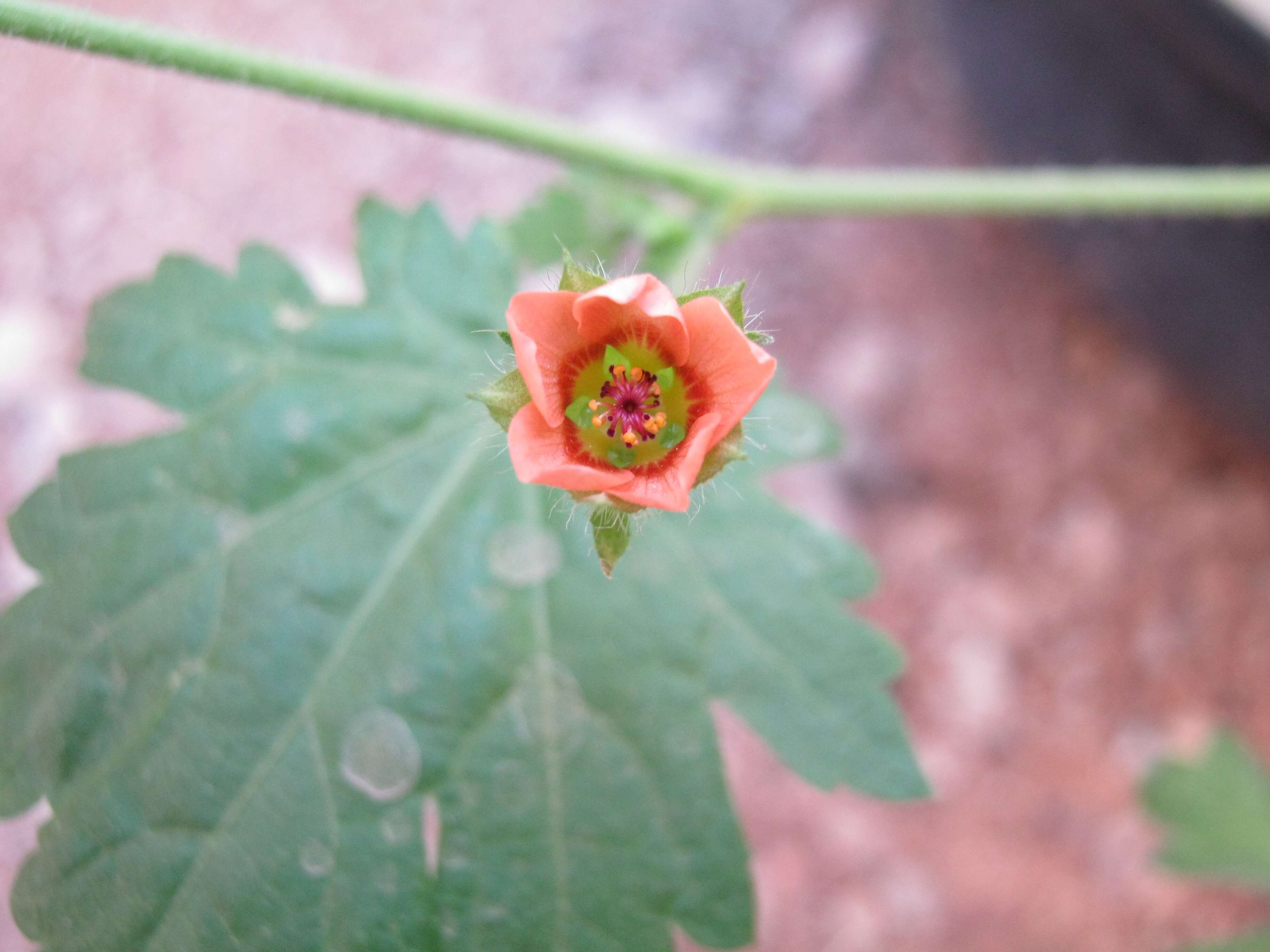 Image of bristlemallow