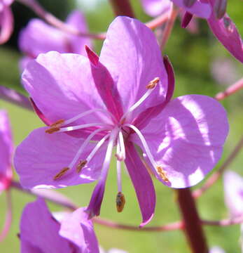 Image of Narrow-Leaf Fireweed