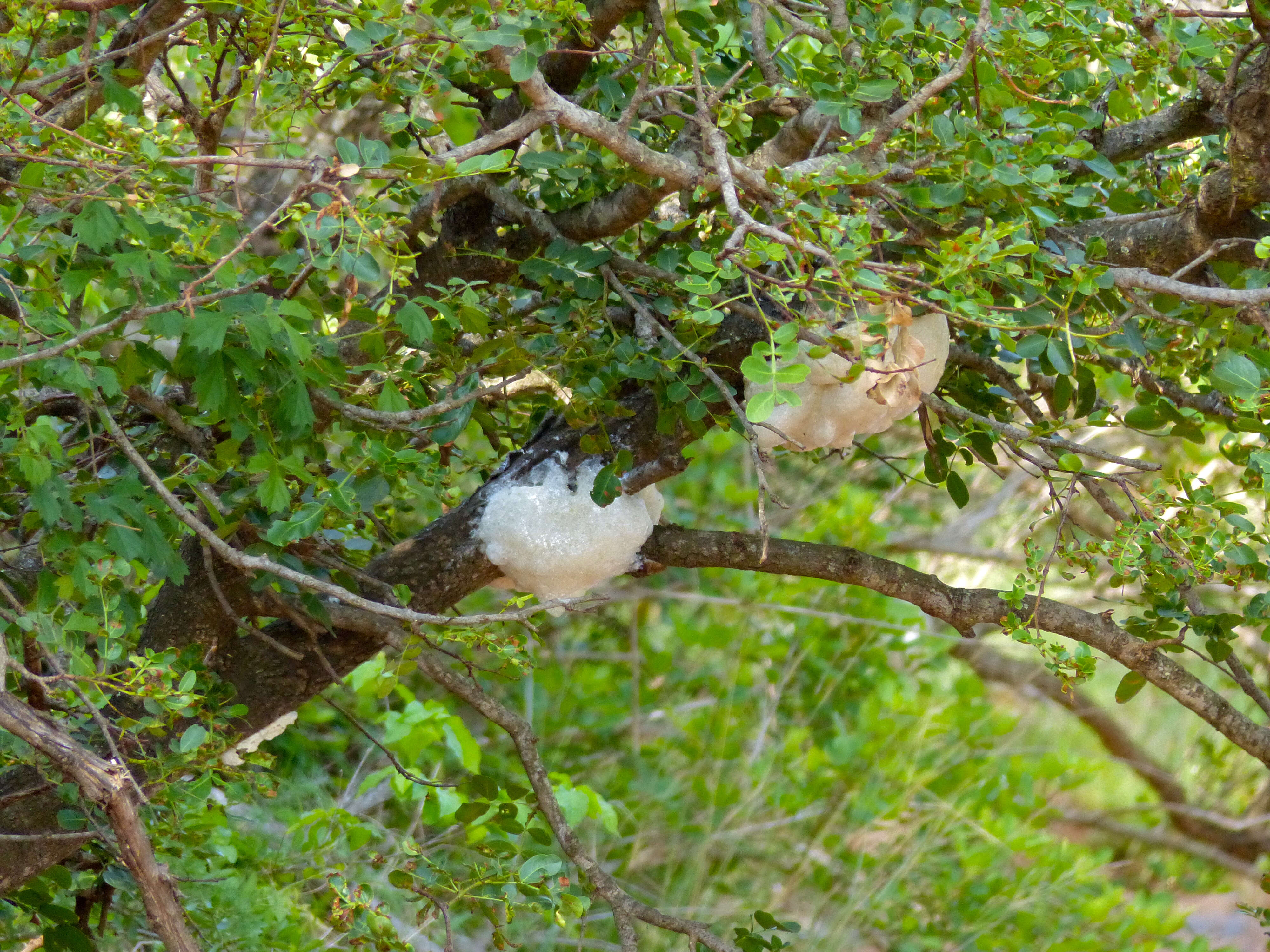 Image of Grey Foam-nest Treefrog