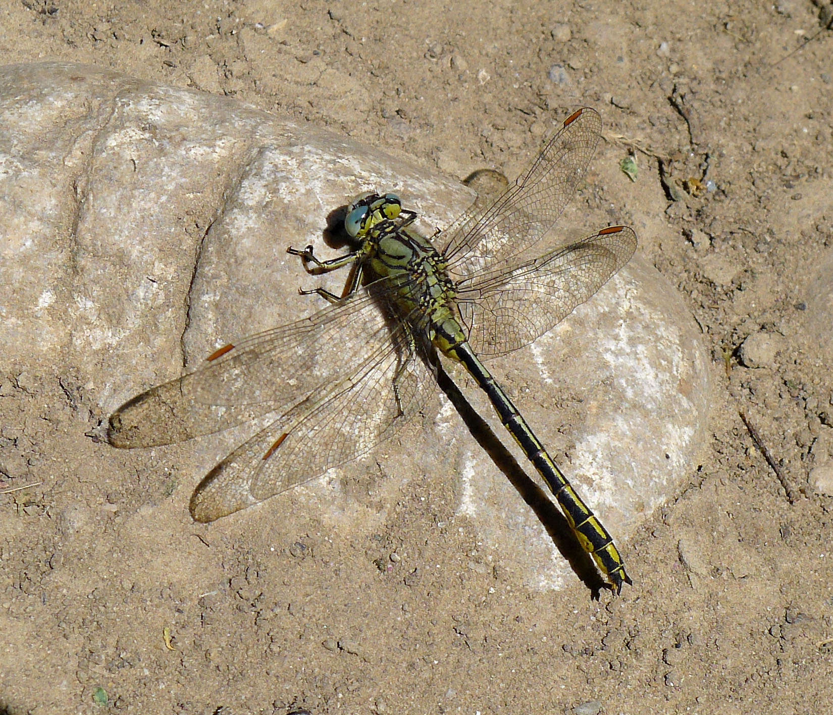 Image of Gomphus Leach ex Brewster 1815