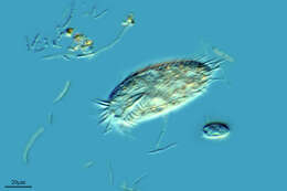 Image of Ciliophora