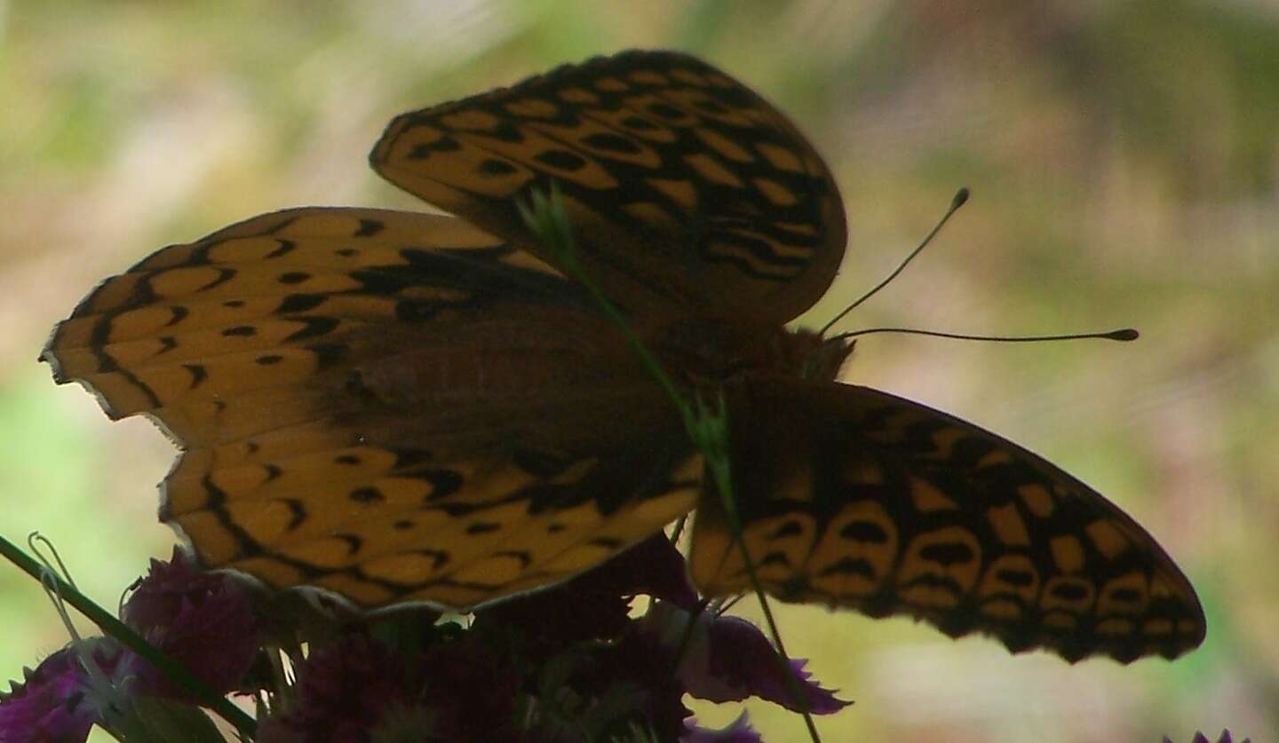 Image of Greater Fritillaries