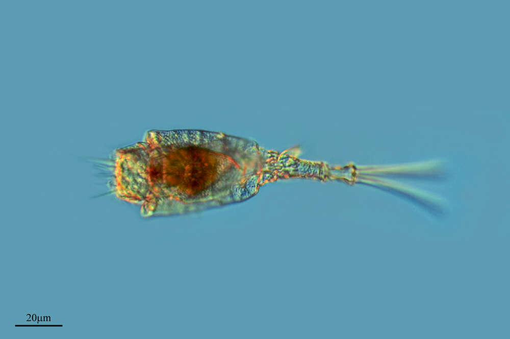 Image of Trichotriidae