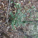 Taxus floridana Nutt. ex Chapm. resmi