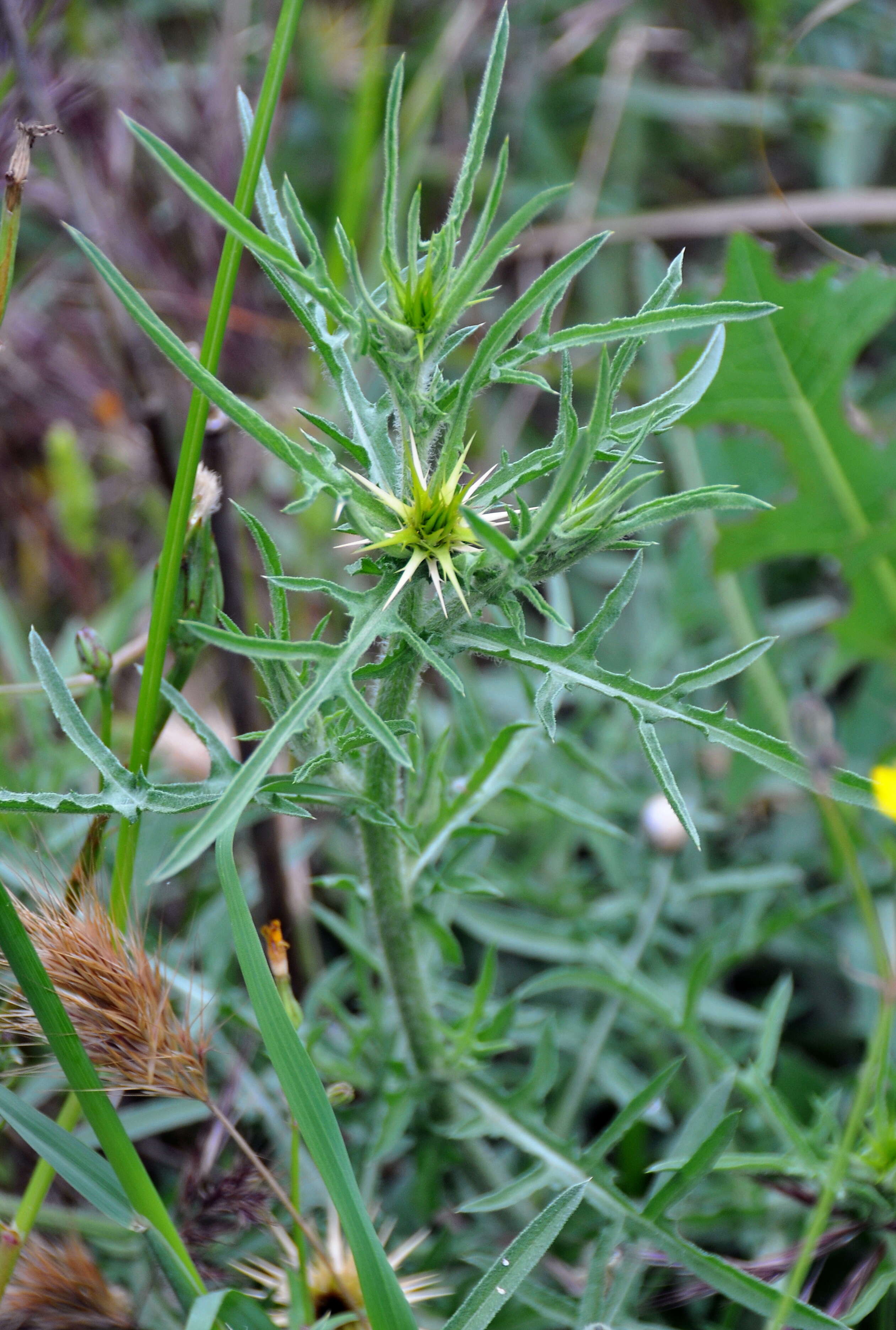 Image of red star-thistle