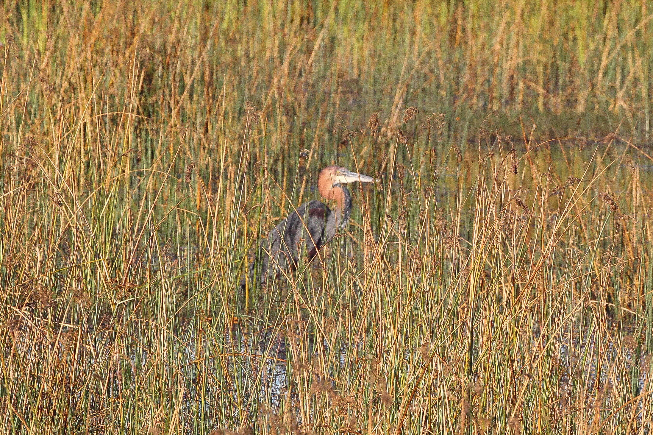 Image of Goliath Heron