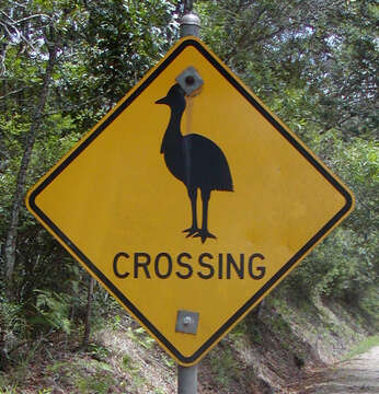 Image of Southern Cassowary