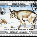 Image of Mongolian saiga (antelope)