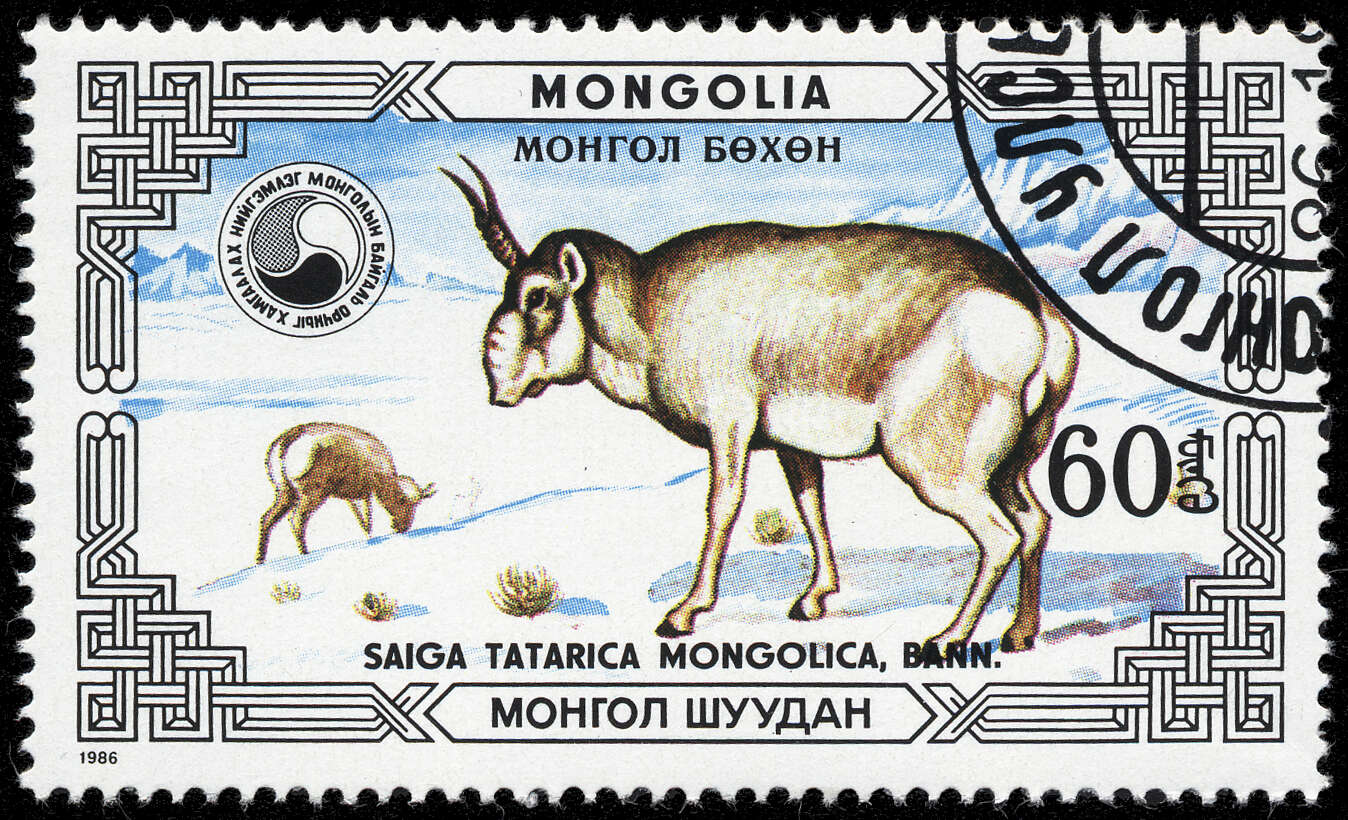 Image of Mongolian Saiga