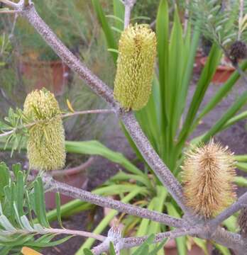 Image of banksia