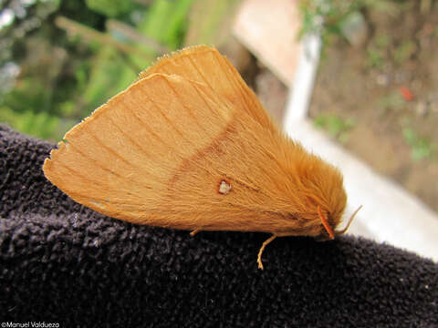 Image of oak eggar