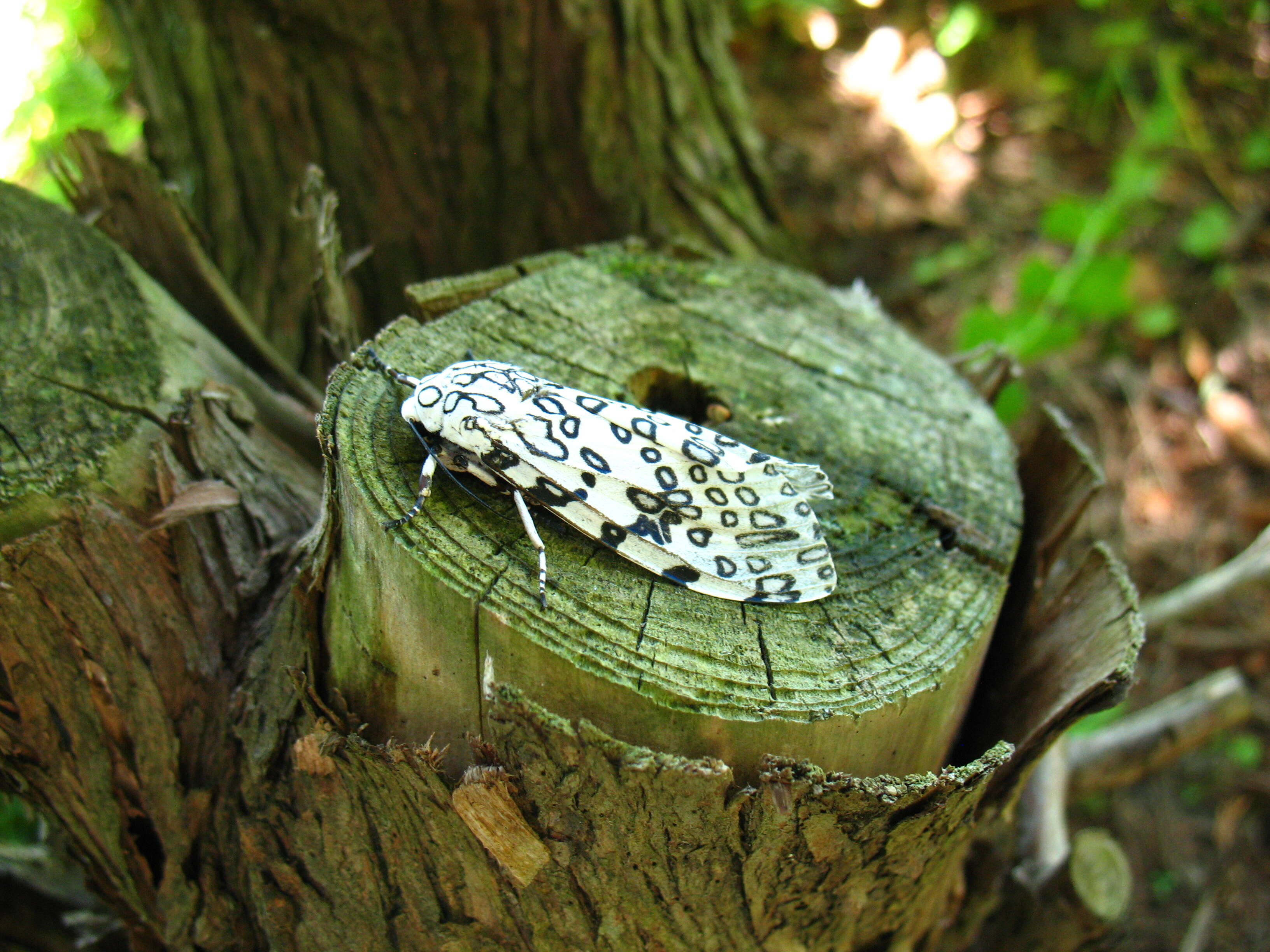 Image of Giant Leopard Moth