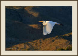 Image of Ardea Linnaeus 1758