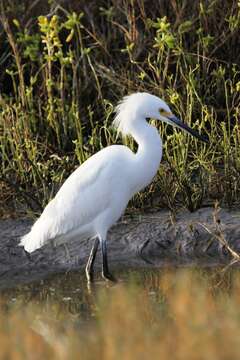 Image de Aigrette neigeuse