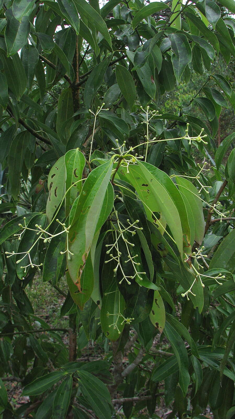 Image of Cinnamomum iners Reinw. ex Bl.