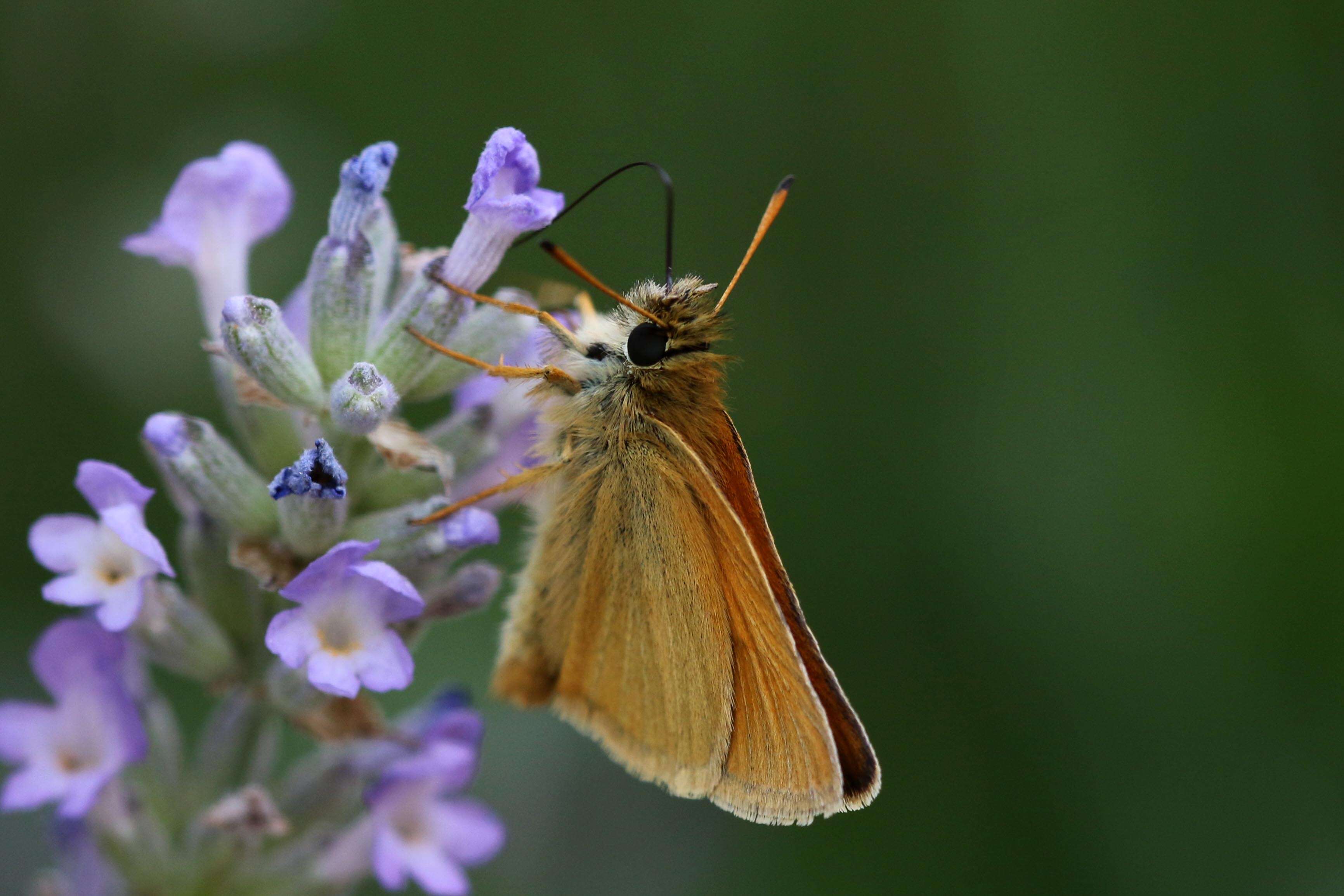 Image of essex skipper