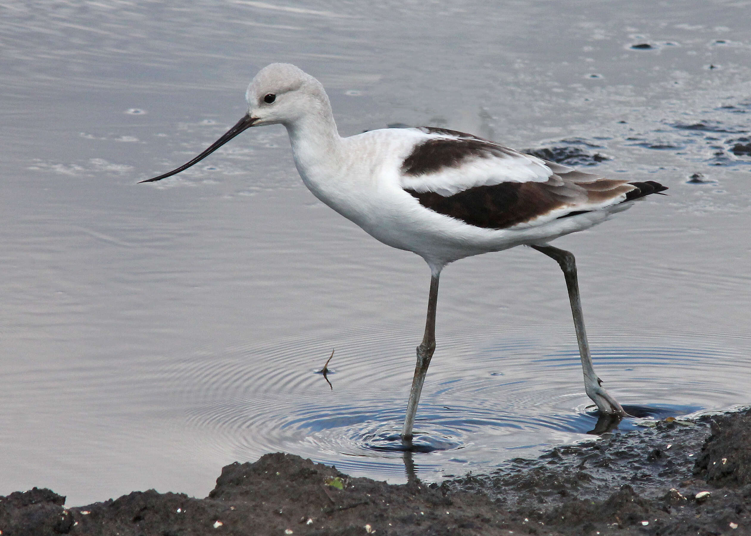 Image de Avocette