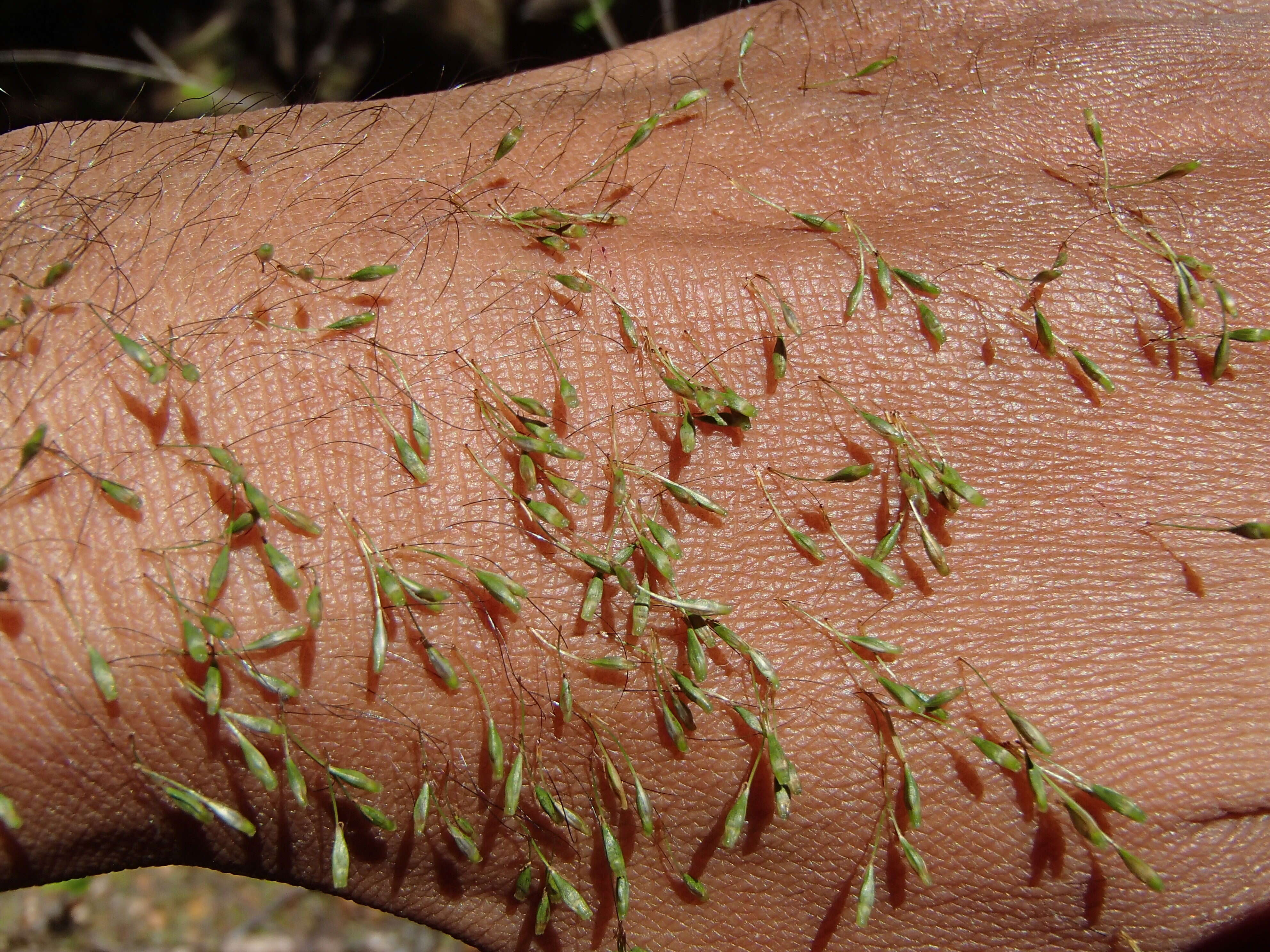 Image of Carex austrotenella K. L. Wilson