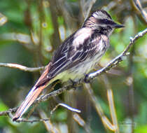 Plancia ëd Empidonomus Cabanis & Heine 1860