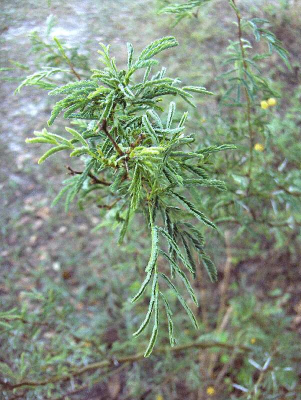 Vachellia farnesiana (L.) Wight & Arn. resmi