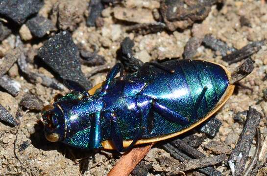 Image of Castiarina pallidipennis (Blackburn 1890)