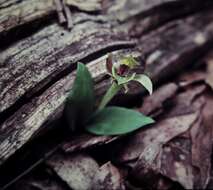 Image of Chiloglottis