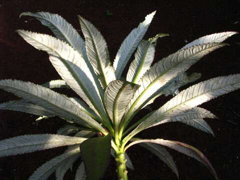 Image de Lobelia hypoleuca Hillebr.