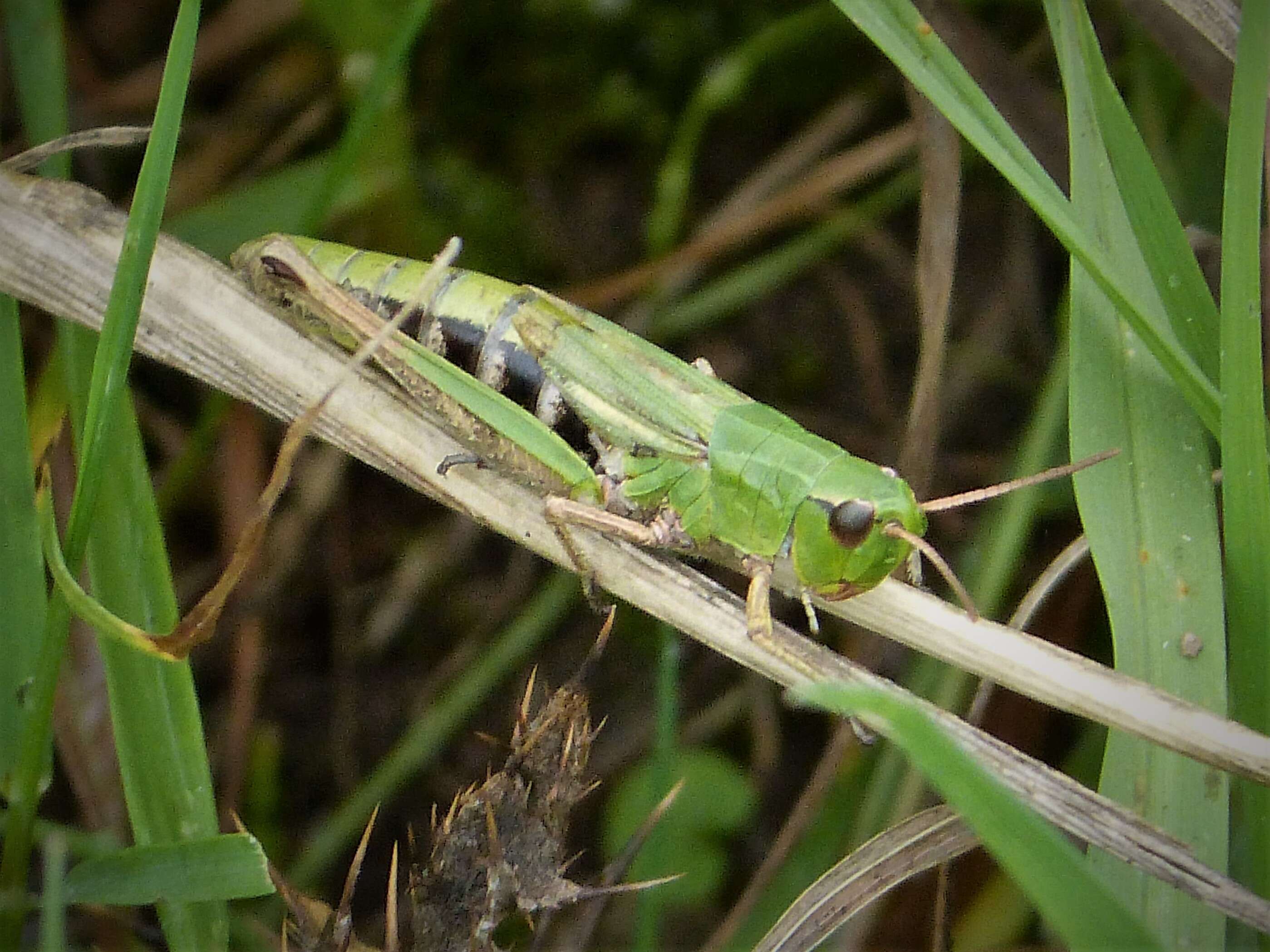 Image of Pseudochorthippus