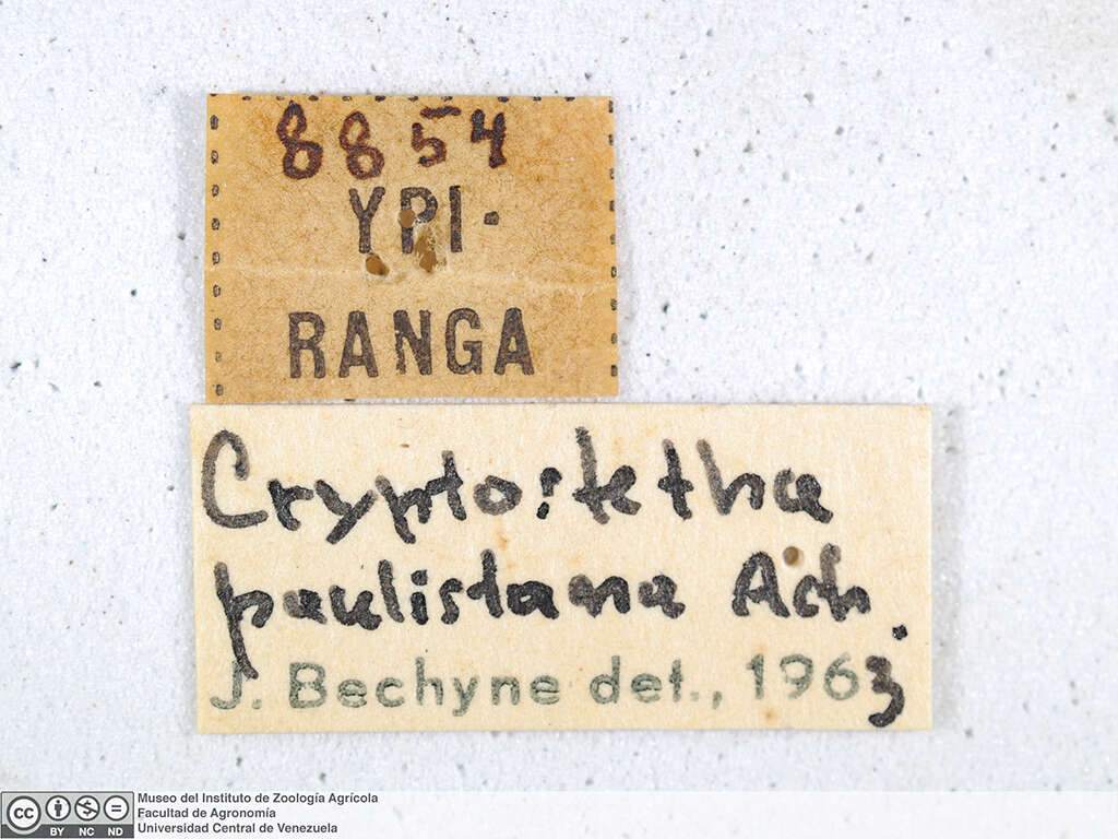 Image of Cryptostetha Baly 1858
