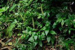 Image of White Featherduster Orchid