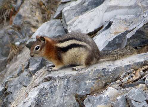 Imagem de Callospermophilus Merriam 1897