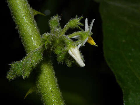 Слика од Solanum jamaicense Mill.