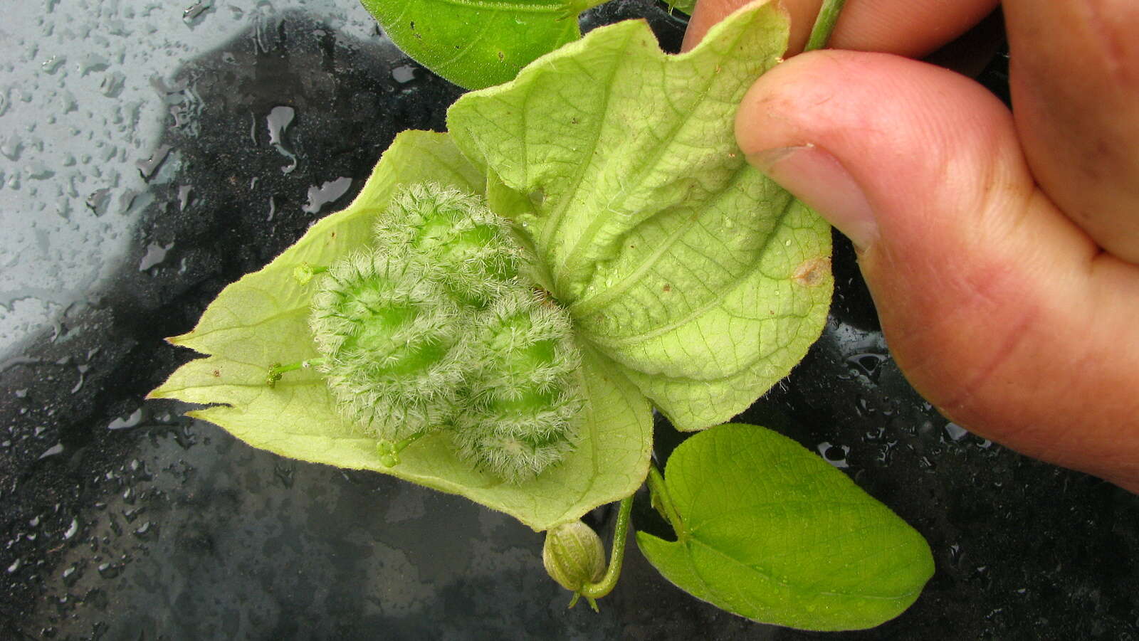 Image of Dalechampia tiliifolia Lam.