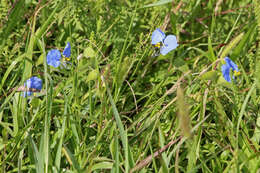 Image of Blousel Blommetjie