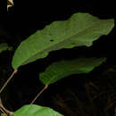 Sivun Sloanea zuliaensis Pittier kuva