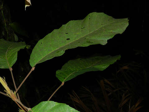 Image of Sloanea zuliaensis Pittier