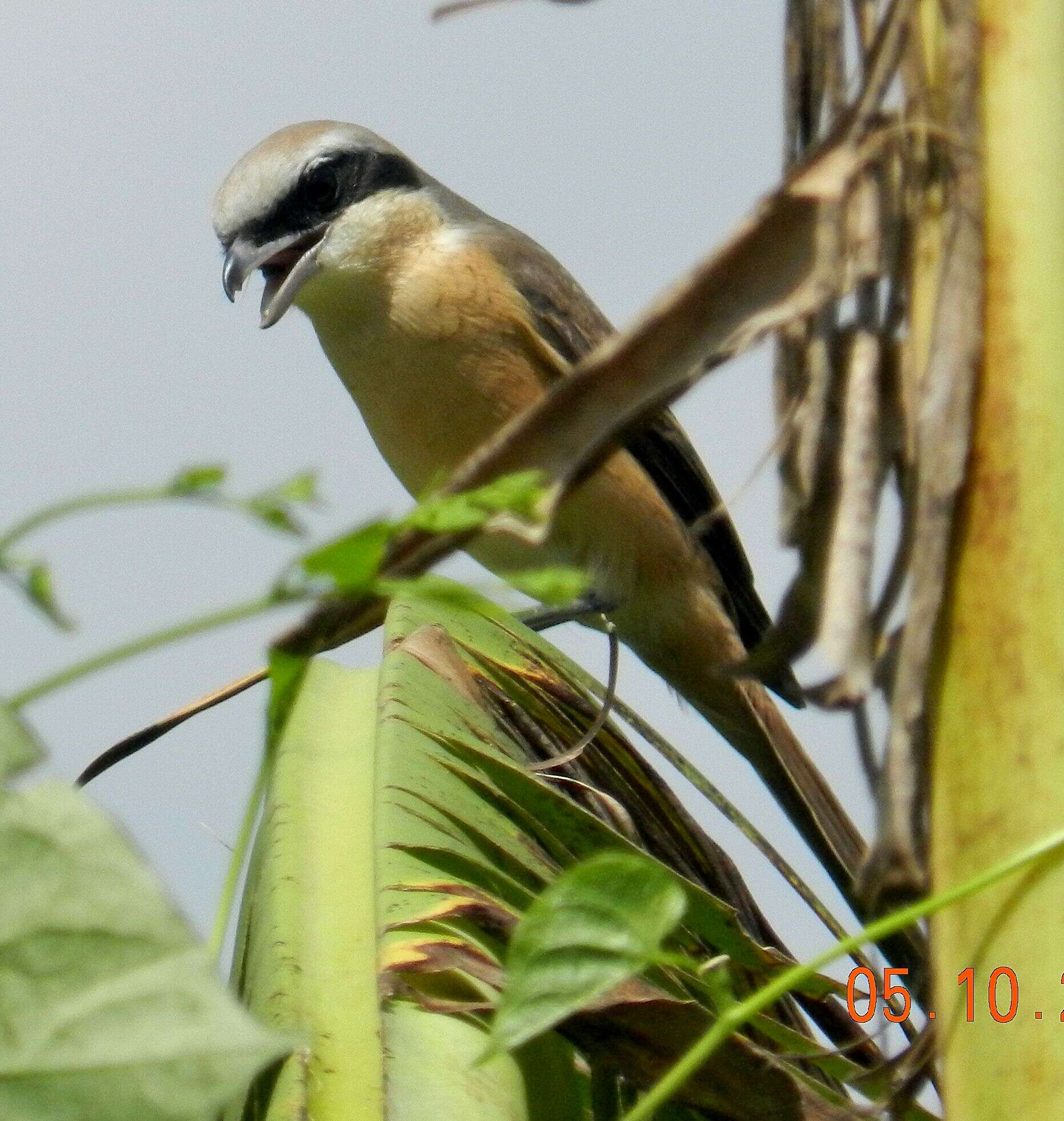 Image of true shrikes