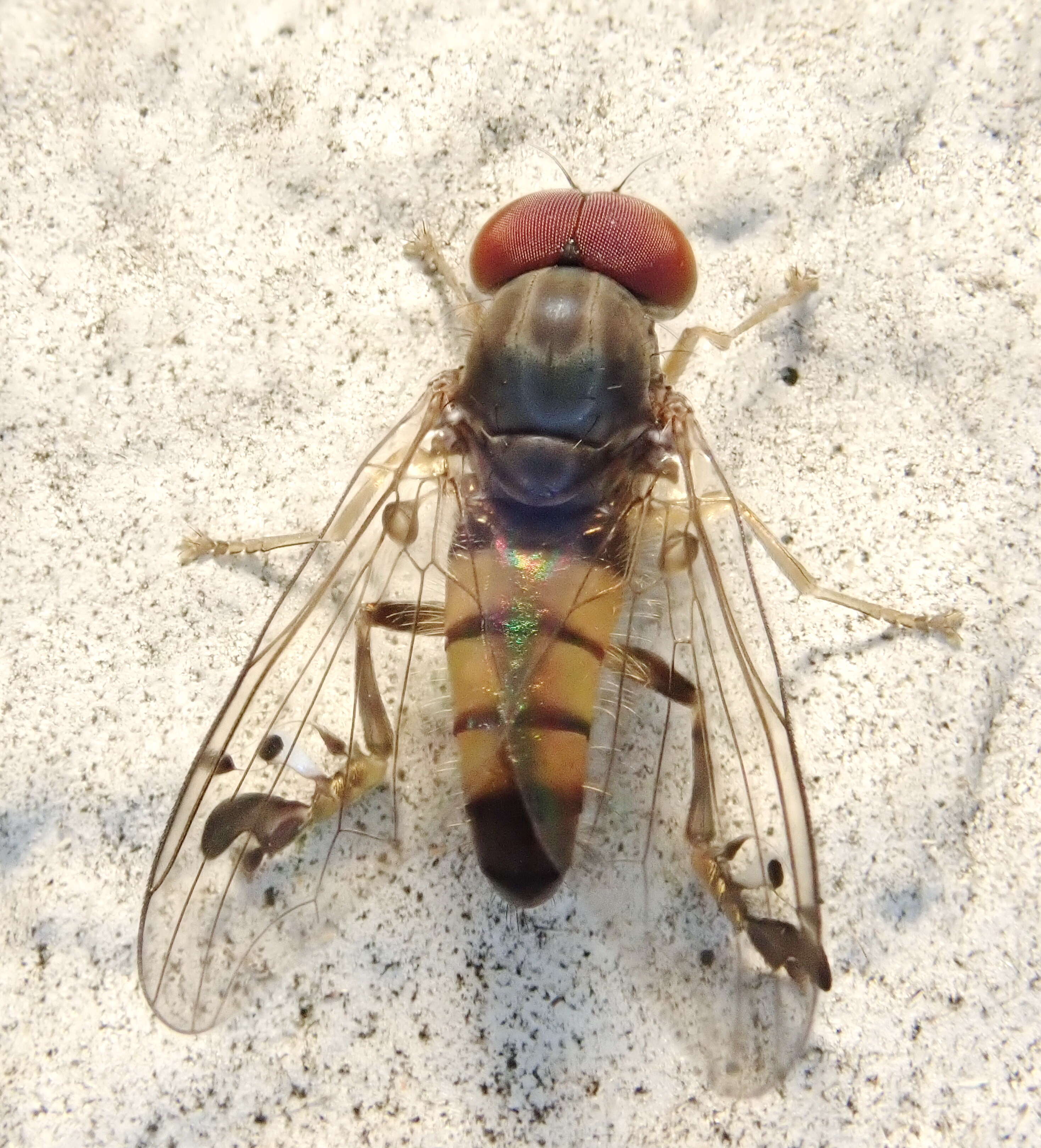 Слика од Platypezidae