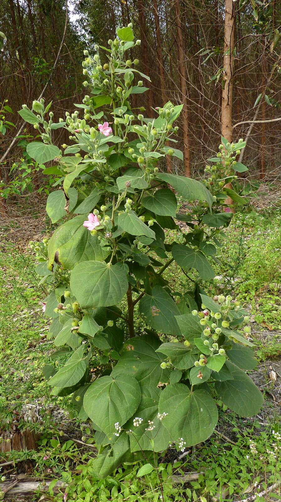 Image of Pavonia malacophylla (Link & Otto) Hemsl.