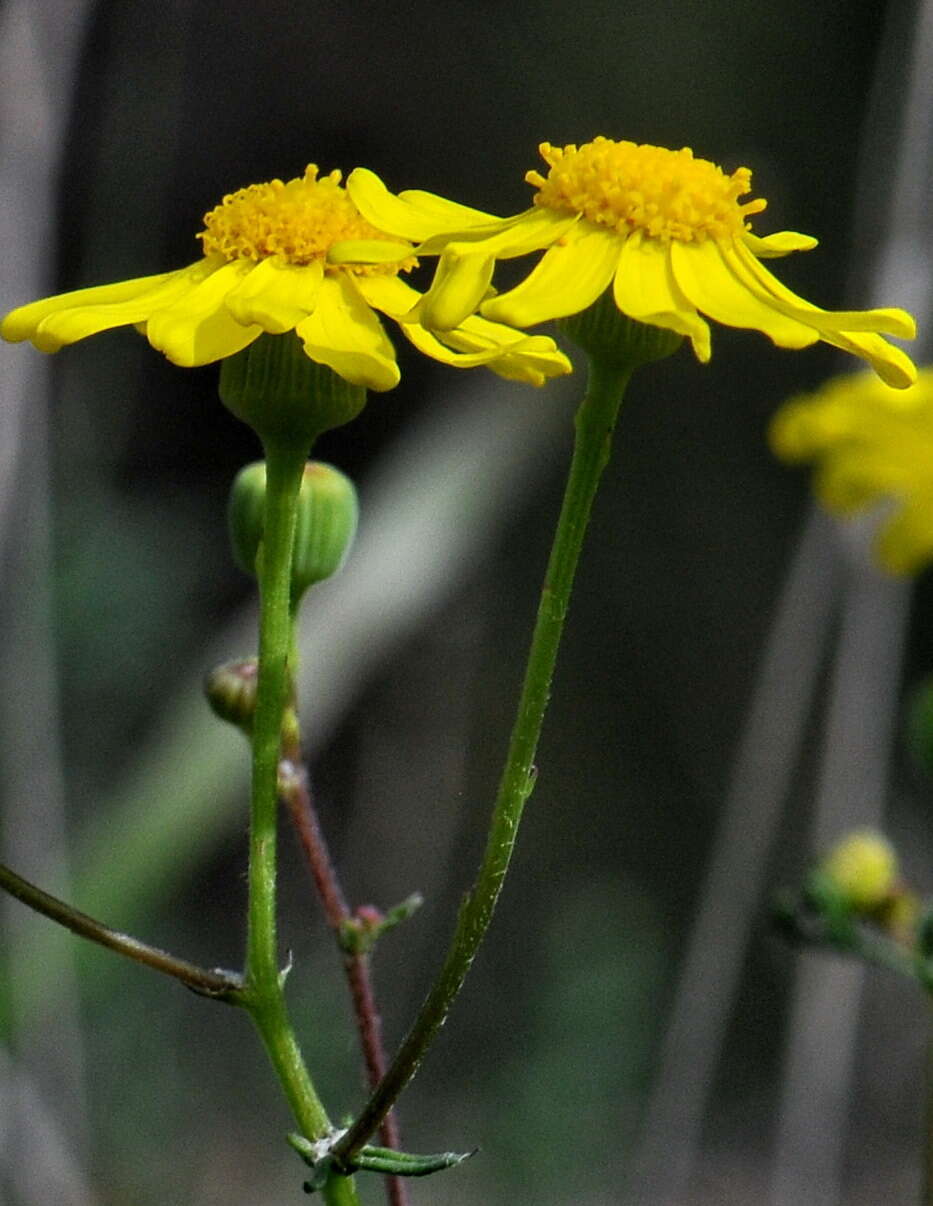 Image of French groundsel