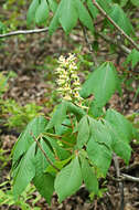 Image of Buckeyes & Horse-chestnuts