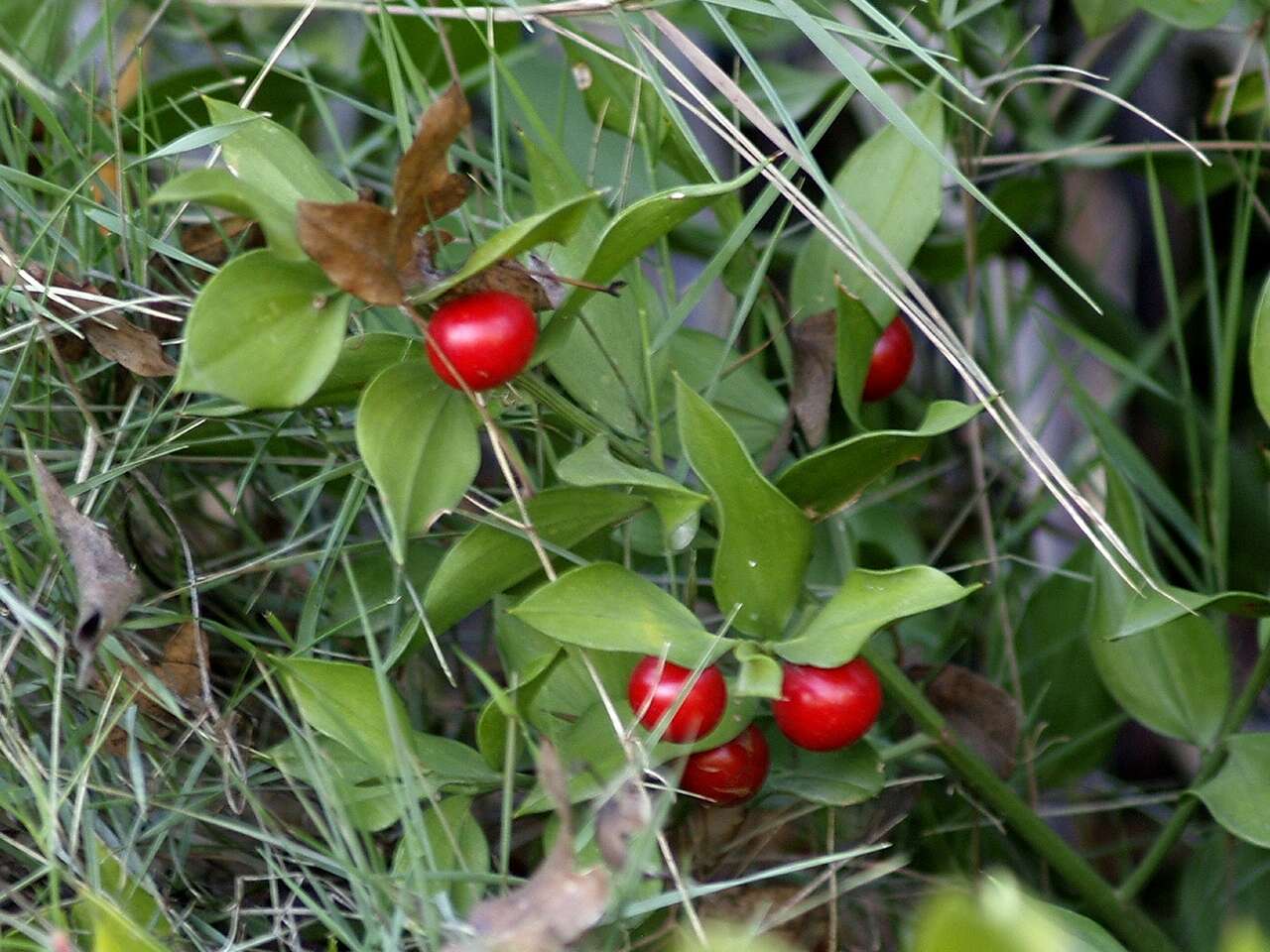 Image of butcher's broom