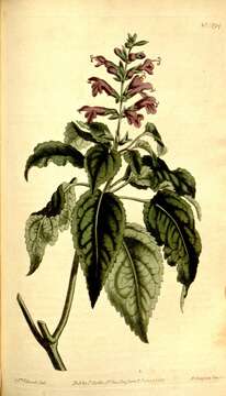 Image of Salvia lamiifolia Jacq.