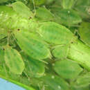 Image of Green peach aphid